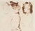 Paul César Helleu, Study of 4 Women, Etching, Framed For Sale - Image 5 of 6
