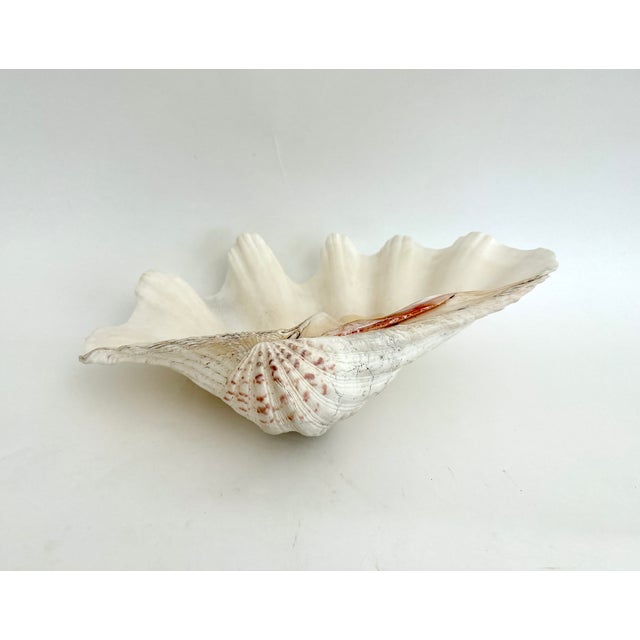 Shell Large Vintage Clam Shell For Sale - Image 7 of 8