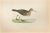 Pectoral Sandpiper is a modern artwork realized in 1870 by the British artist Alexander Francis Lydon (1836-1917). Woodcut...