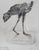 Modern Cesar, Poule en marche, Lithograph For Sale - Image 3 of 9