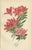 Azalea, Heath Varieties and Sea Lavender, 1897, Paper, Set of 4 For Sale - Image 3 of 6