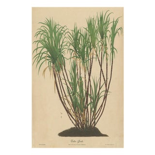 Teboe Goela Java, 1892, Paper For Sale