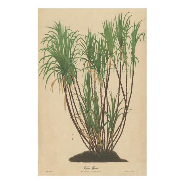 Teboe Goela Java, 1892, Paper For Sale