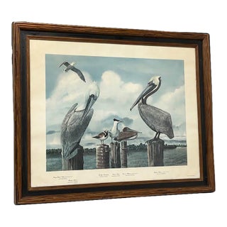 Late 20th Century Large Framed Ray Harm Coastal Shorebird Wildlife Print For Sale