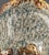 Antique Majolica Jardinière Glazed Pottery Scalloped Rim Spongeware Planter For Sale - Image 9 of 11