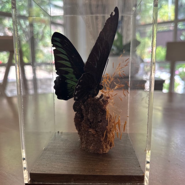 Birdwing Butterfly in a Display Case on Wood. Triedes Brookiana. For Sale - Image 4 of 7