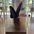 Birdwing Butterfly in a Display Case on Wood. Triedes Brookiana. For Sale - Image 4 of 7