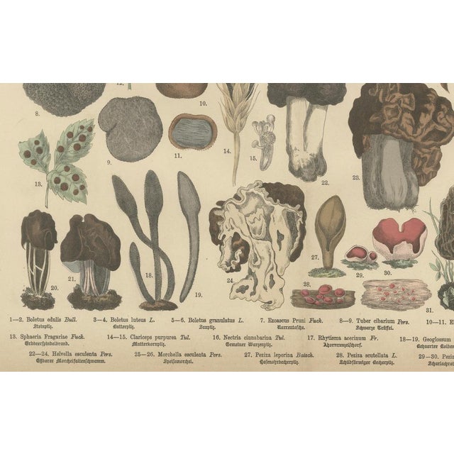 Fünfstück, Morels & Truffles, 1885, Paper For Sale - Image 4 of 10