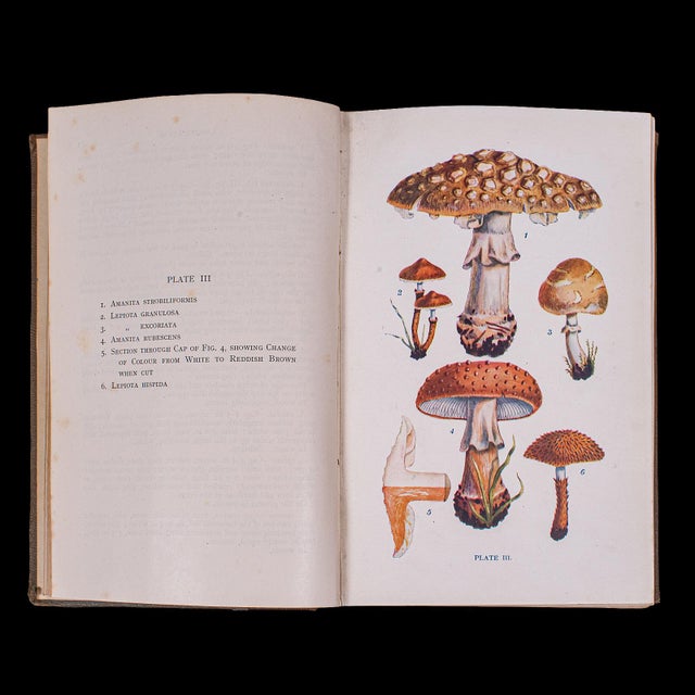 Paper Antique Reference Book, British Fungi, George Massee, English, Natural, Science For Sale - Image 7 of 12
