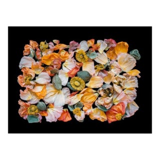 Tray of Color Poppies Black Background For Sale