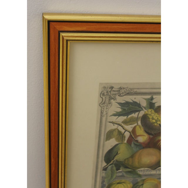 Colonial Williamsburg Dietz Press Botanical Print January Chairish