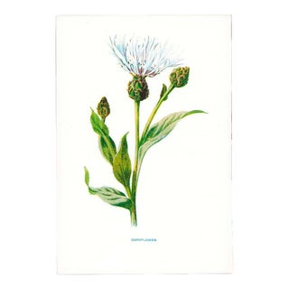Circa 1879 Hulme Botanical Print "Cornflower" For Sale