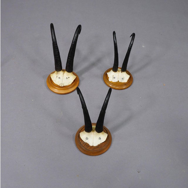 1920s Set of Six Chamois Trophies on Turned Plaques Germany Ca. 1920s For Sale - Image 5 of 7