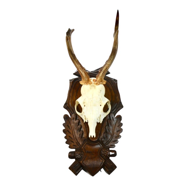 Carved Mount 15" European Roe Buck Antlers For Sale