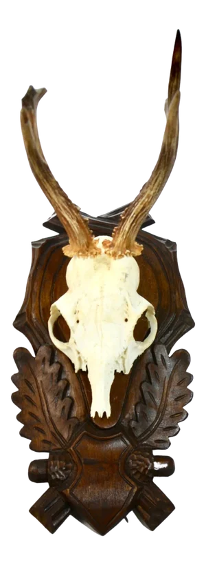 Carved Mount 15" European Roe Buck Antlers