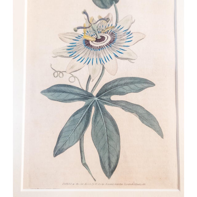 18th Century Hand Colored Passionflower Engraving From Curtis Botanic Magazine For Sale - Image 9 of 11