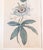 18th Century Hand Colored Passionflower Engraving From Curtis Botanic Magazine For Sale - Image 9 of 11