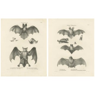 Anatomical Studies of Bats, 1836, Lithographs on Paper, Set of 2 For Sale