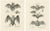 Anatomical Studies of Bats, 1836, Lithographs on Paper, Set of 2 For Sale