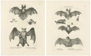 Anatomical Studies of Bats, 1836, Lithographs on Paper, Set of 2
