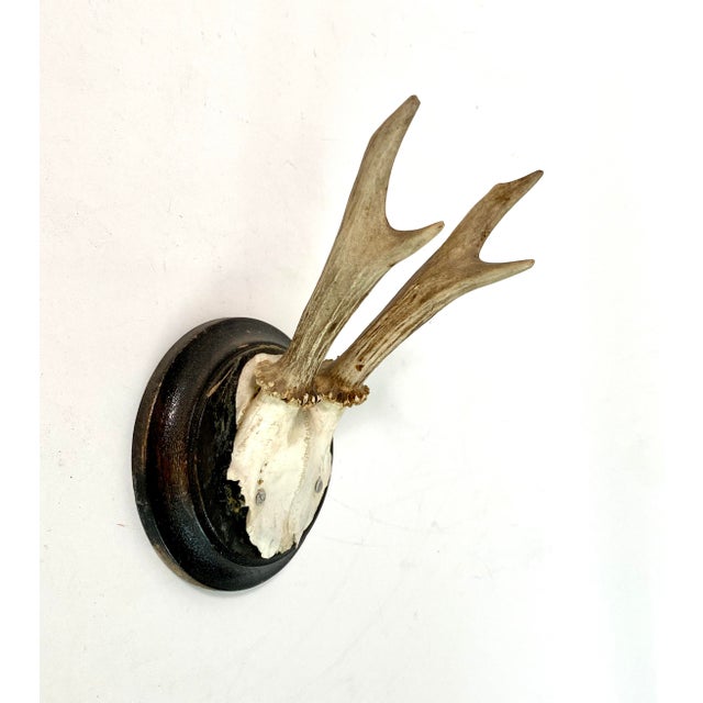 Vintage Black Forest roe deer antlers sourced in Germany mounted on a simple wood plaque. Nice age and patina with history.