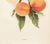 1900s U. P. Hedrick, Original Antique Photogravure of Edgemont Peaches For Sale - Image 4 of 7