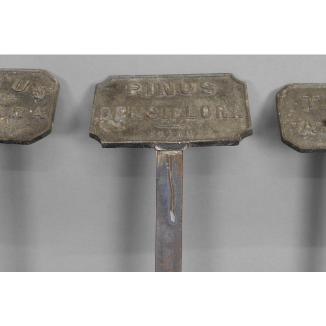 Antqiue Plant Labels, 1900, Set of 5 For Sale - Image 6 of 10