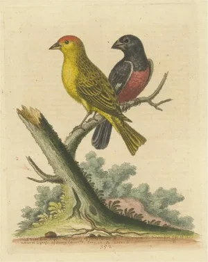 Small Birds from Angola, Paper
