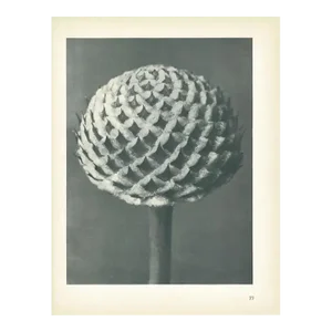 1928 Cephalaria by Karl Blossfeldt, Original Period Photogravure N77