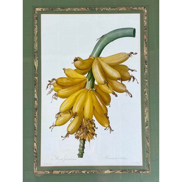 Vintage Ehret Botanical Plates - Set of 2 For Sale - Image 4 of 12