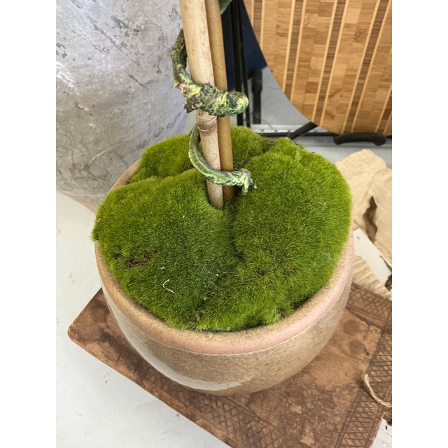 Contemporary Olive Tree For Sale - Image 3 of 3