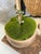 Contemporary Olive Tree For Sale - Image 3 of 3