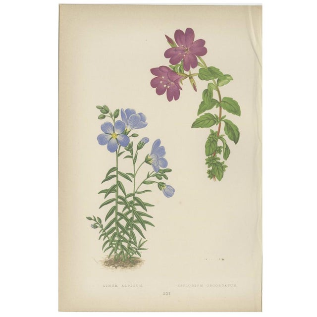 Victorian Triptych of Alpine Flowers from Alpine Plants by David Wooster 1874 This rare and visually striking triptych...