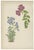 Victorian Triptych of Alpine Flowers from Alpine Plants by David Wooster 1874 This rare and visually striking triptych...
