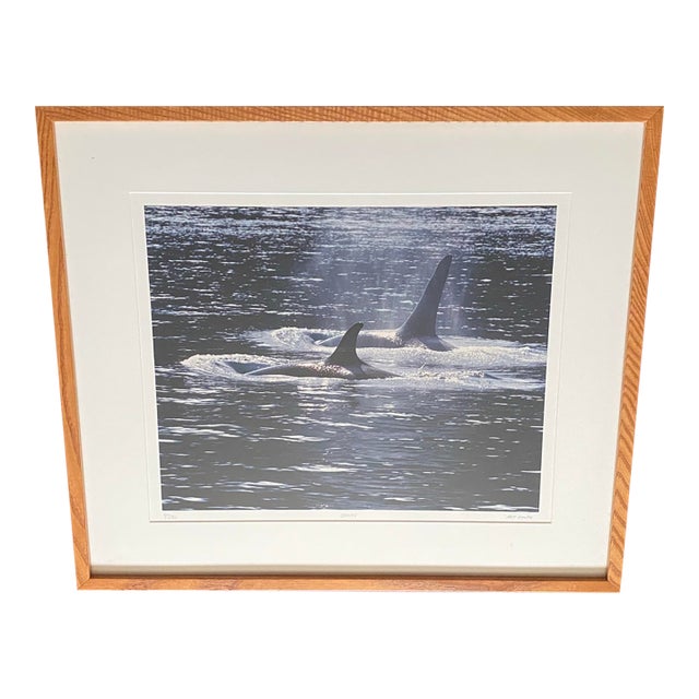 1990s Art Wolfe Signed Limited Edition 9/250 Photograph Orcas Sierra Club Oak Frame For Sale
