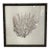 Espresso Frame With Ivory Linen Fan Coral Prints From Barclay Butera For Sale