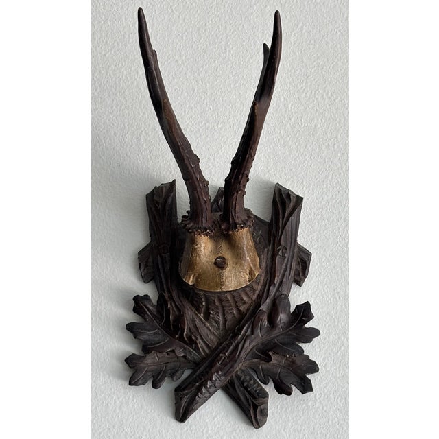 Collection of Antique Black Forest Roe Deer Trophy Antler Mounts - Set of 3 For Sale - Image 11 of 17