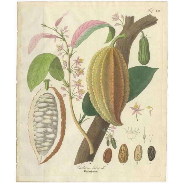Antique Cacao Botanical Print, Theobroma cacao, Hand Colored, c.1831 This striking botanical engraving illustrates...