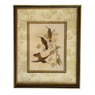 After Gould Hummingbirds “Jelski's Star-Frontlet” Framed Lithograph For Sale