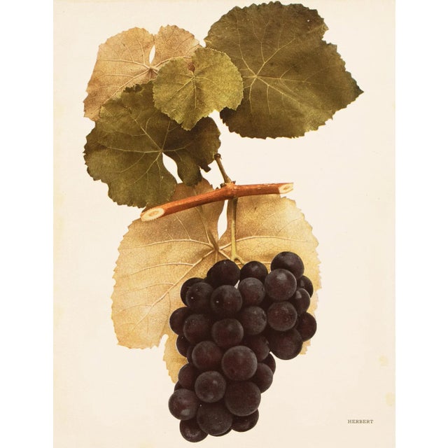 1900s U. P. Hedrick, Original Antique Photogravure of Herbert Grapes For Sale In Dallas - Image 6 of 6