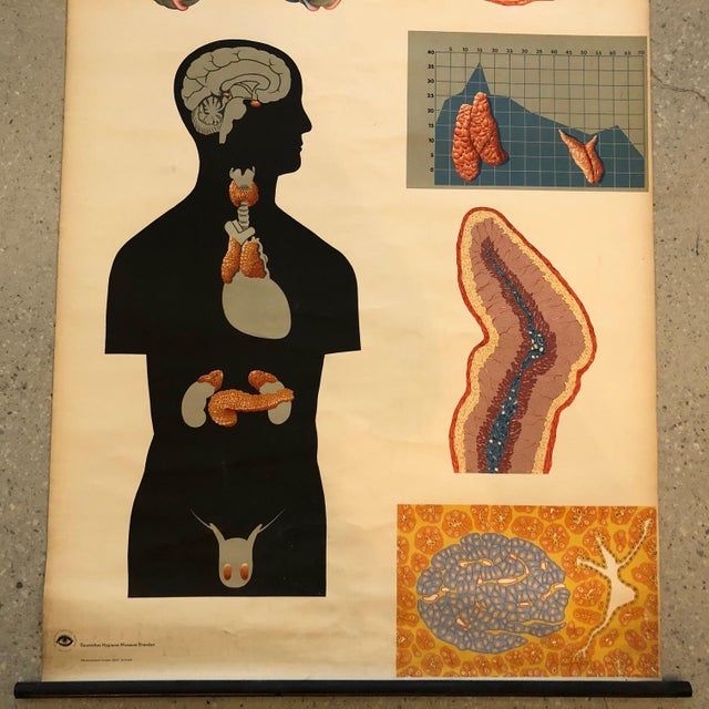 Mid 20th Century Mid 20th Century German Anatomical Educational Endocrine System Chart For Sale - Image 5 of 12