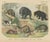 Antique Grizzly and Black Bear Print with Wolf and Fox and Raccoon, 1890 For Sale - Image 12 of 12
