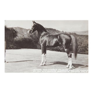 Vintage Kellogg Arabian Horse Rifnas Postcard Photograph For Sale