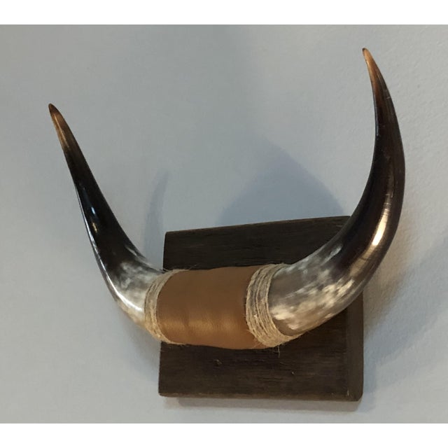 Vintage Polished Bull Horns Chairish
