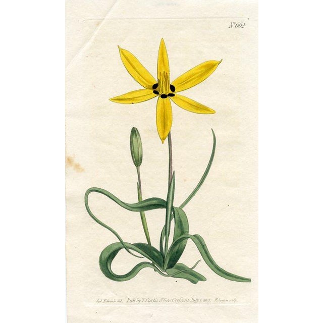 Original early-1800s hand-colored botanical print published in "Curtis's Botanical Magazine", the oldest and longest...