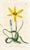 Original early-1800s hand-colored botanical print published in "Curtis's Botanical Magazine", the oldest and longest...