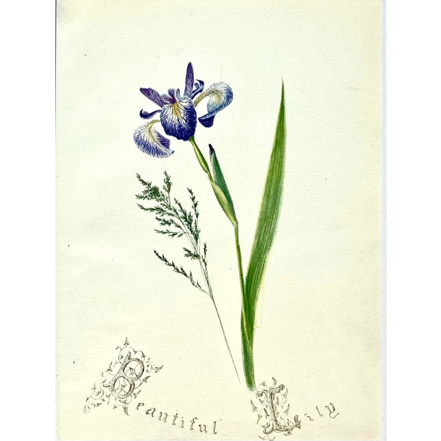 Illustration Antique Original Floral Watercolor Botanical Painting Titled "Beautiful Lilly" in Calligraphy 19th /Century For Sale - Image 3 of 6