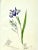 Illustration Antique Original Floral Watercolor Botanical Painting Titled "Beautiful Lilly" in Calligraphy 19th /Century For Sale - Image 3 of 6