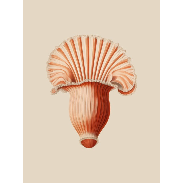 Set of 12 – Sea Forms | Sea Shells Natural History Fine Art Prints | Unframed For Sale - Image 4 of 14