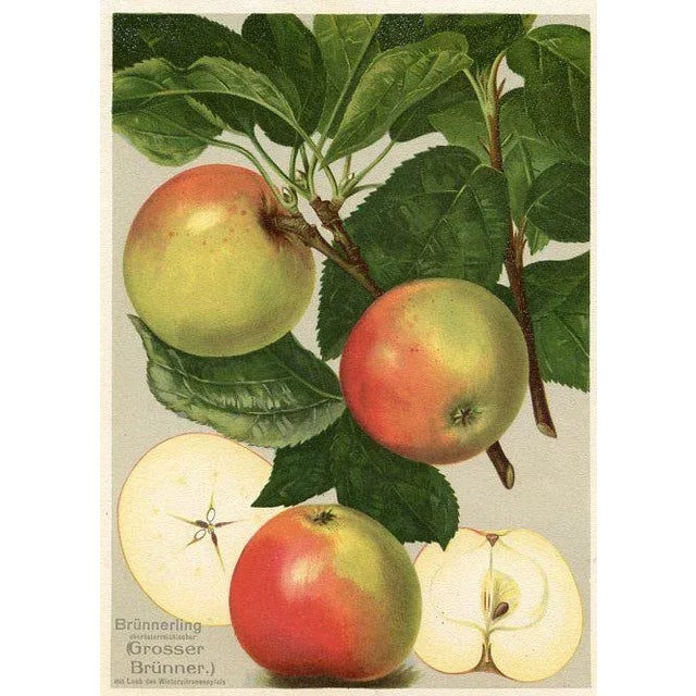 Illustration German Apple Print, 1908 Litjhograph For Sale - Image 3 of 3